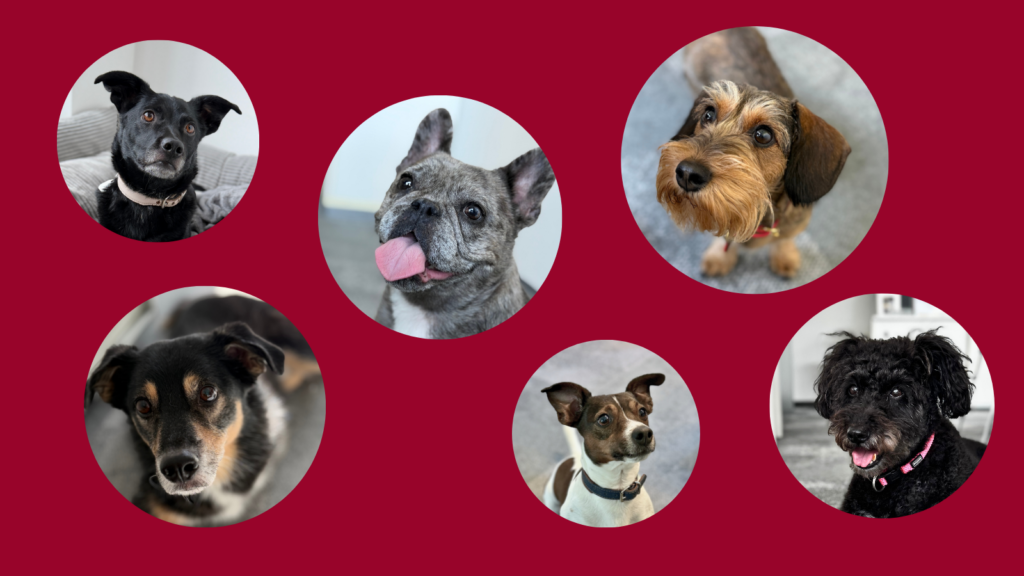 Sechs Hundeporträts in kreisförmigen Bildausschnitten auf dunkelrotem Hintergrund. Die Hunde gehören zu den „BEST-Dogs“ und werden als tierische Büro-Begleiter des Unternehmens vorgestellt.