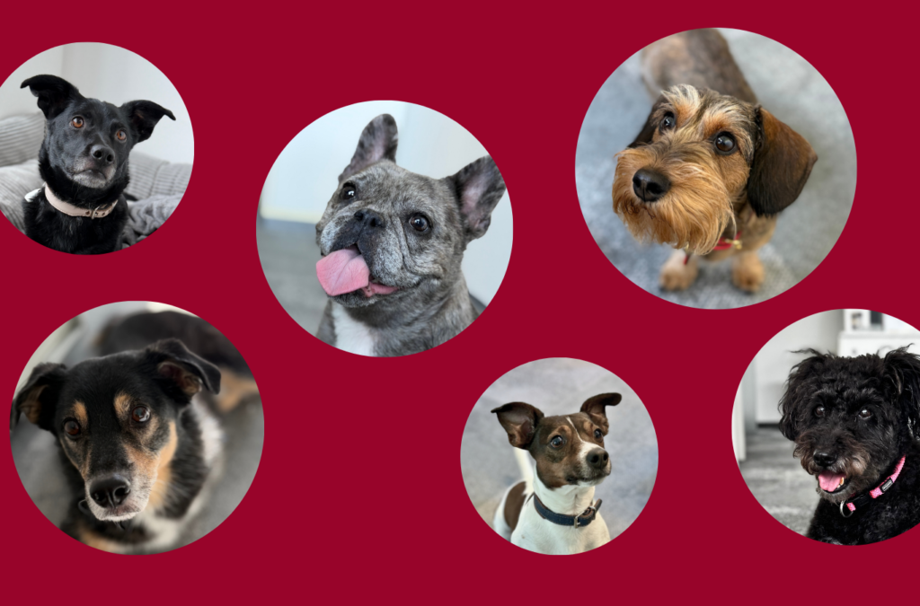 Sechs Hundeporträts in kreisförmigen Bildausschnitten auf dunkelrotem Hintergrund. Die Hunde gehören zu den „BEST-Dogs“ und werden als tierische Büro-Begleiter des Unternehmens vorgestellt.