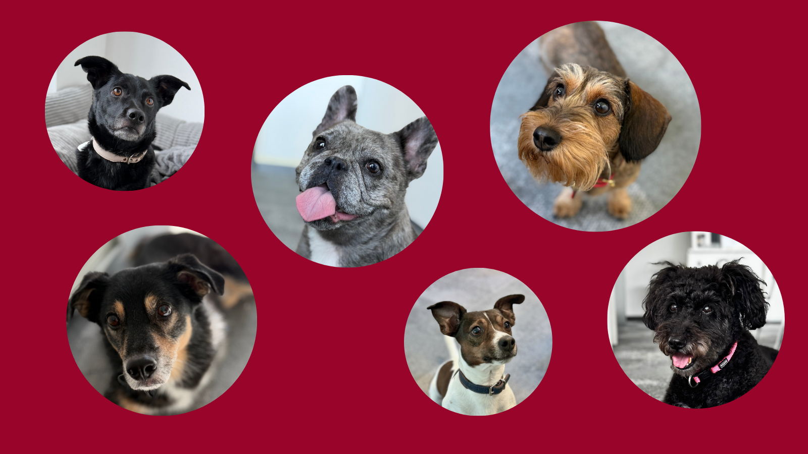 Sechs Hundeporträts in kreisförmigen Bildausschnitten auf dunkelrotem Hintergrund. Die Hunde gehören zu den „BEST-Dogs“ und werden als tierische Büro-Begleiter des Unternehmens vorgestellt.